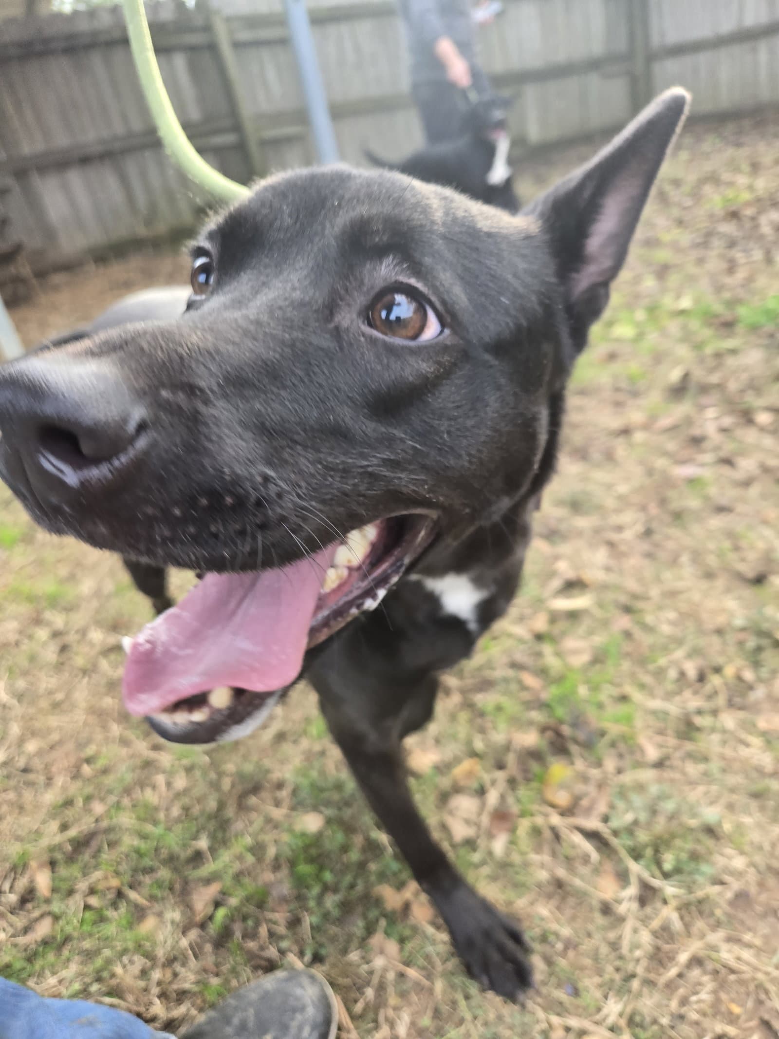 Ella