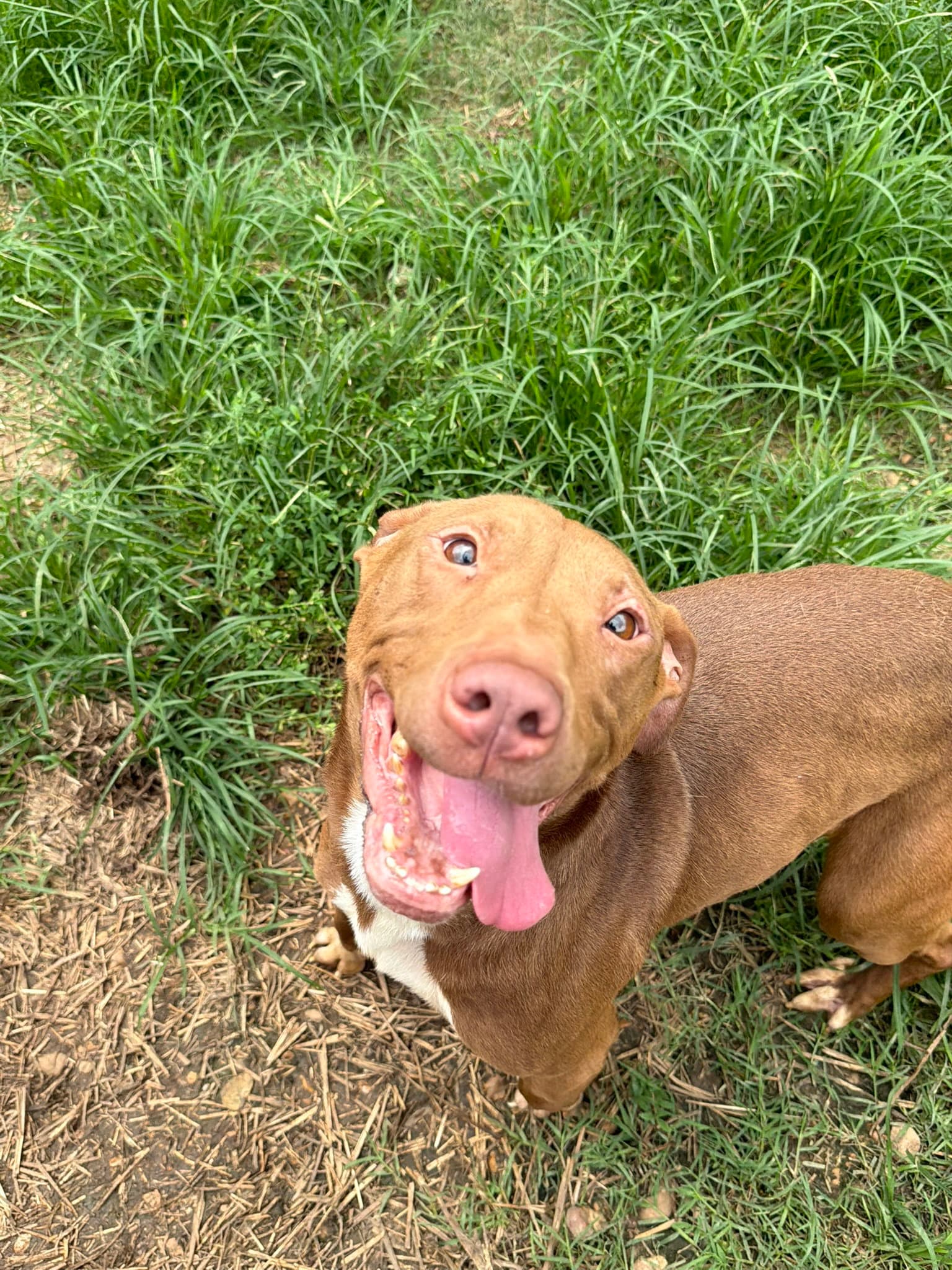 Rollo