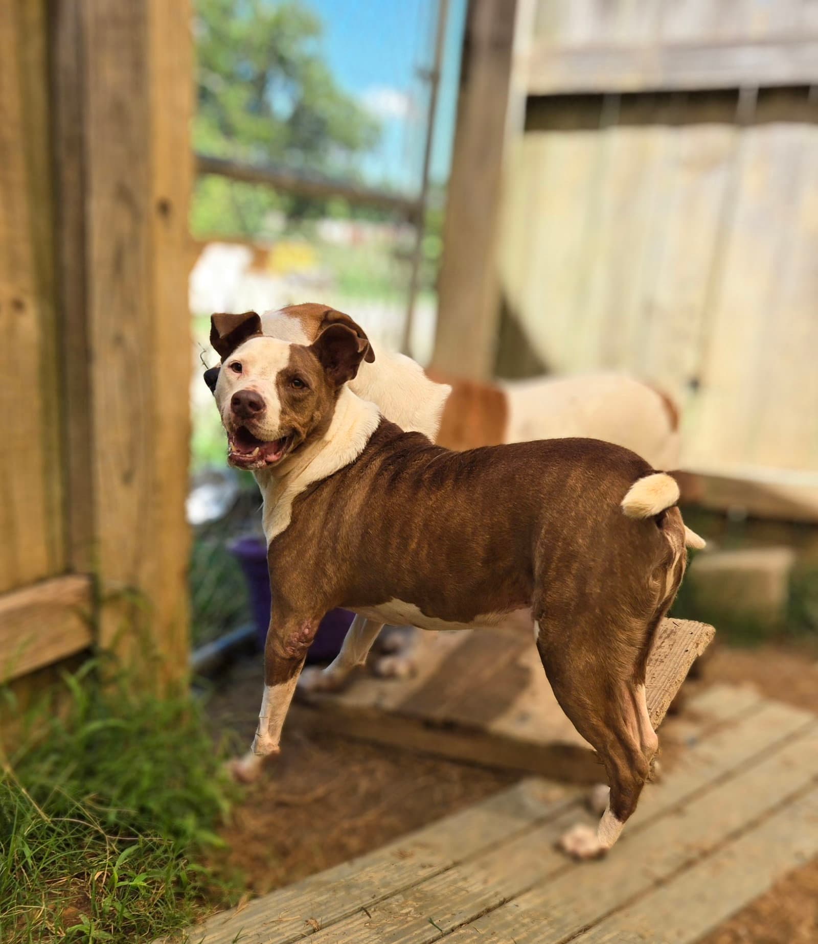 Rosco
