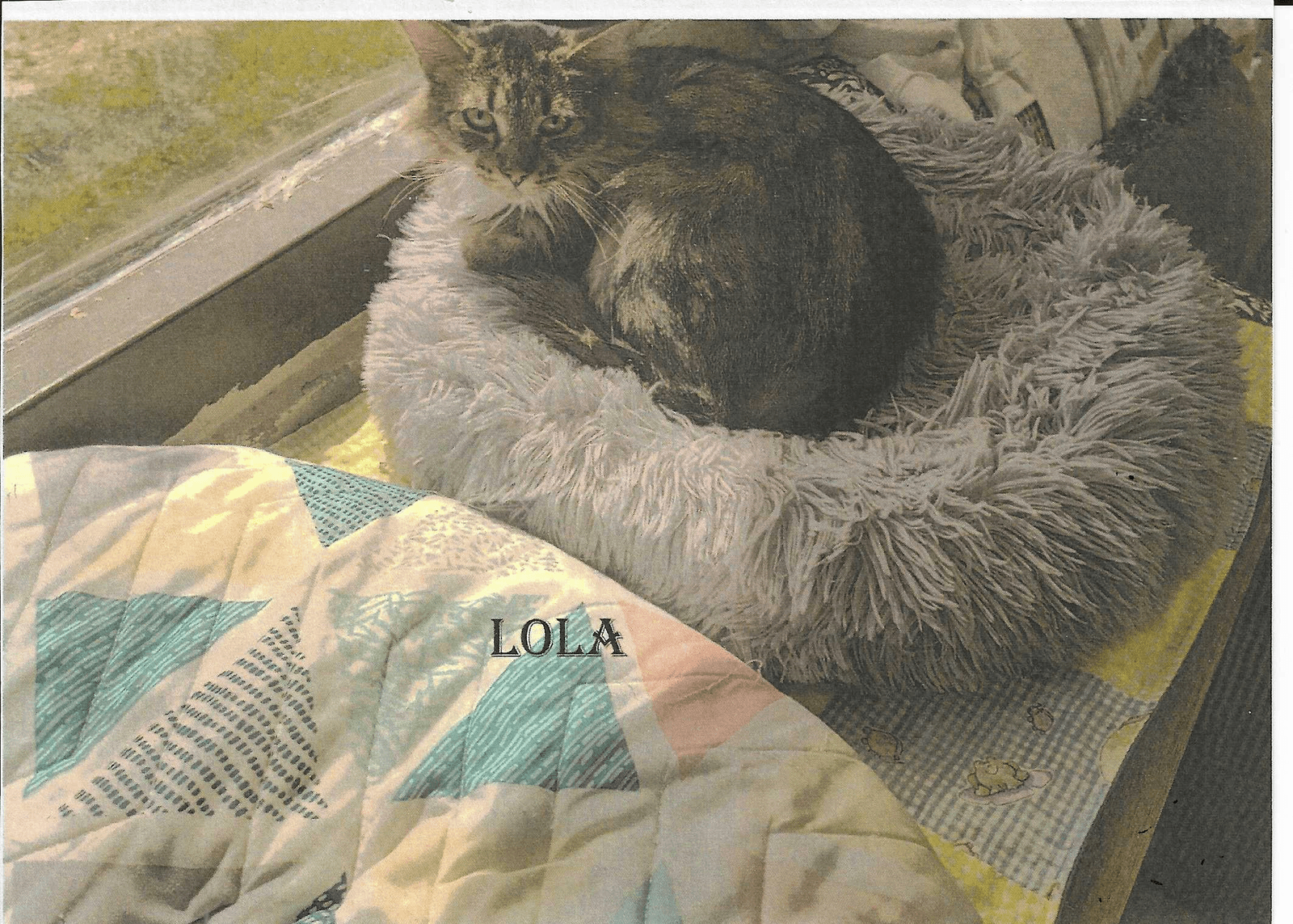 Lola