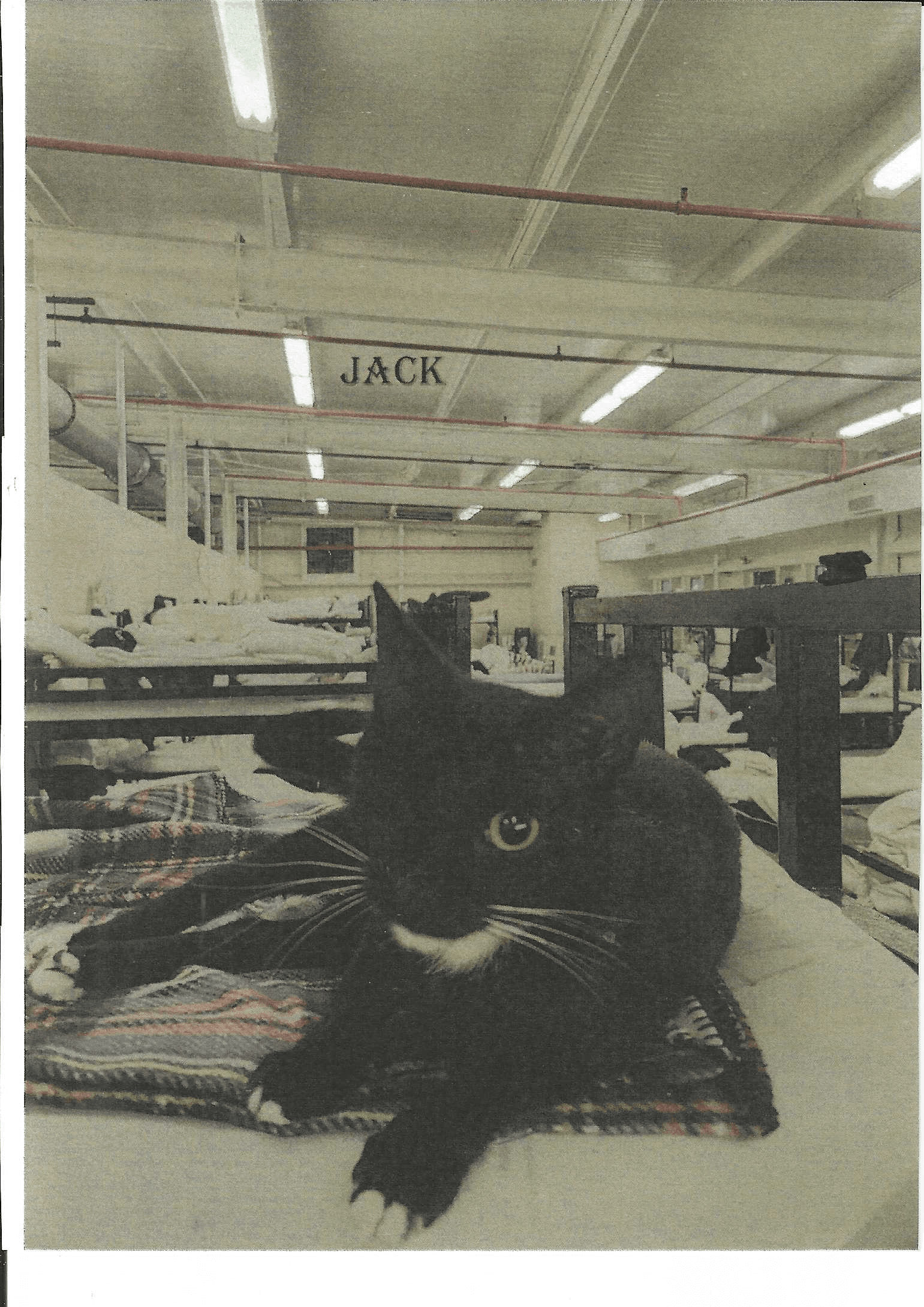 Jack