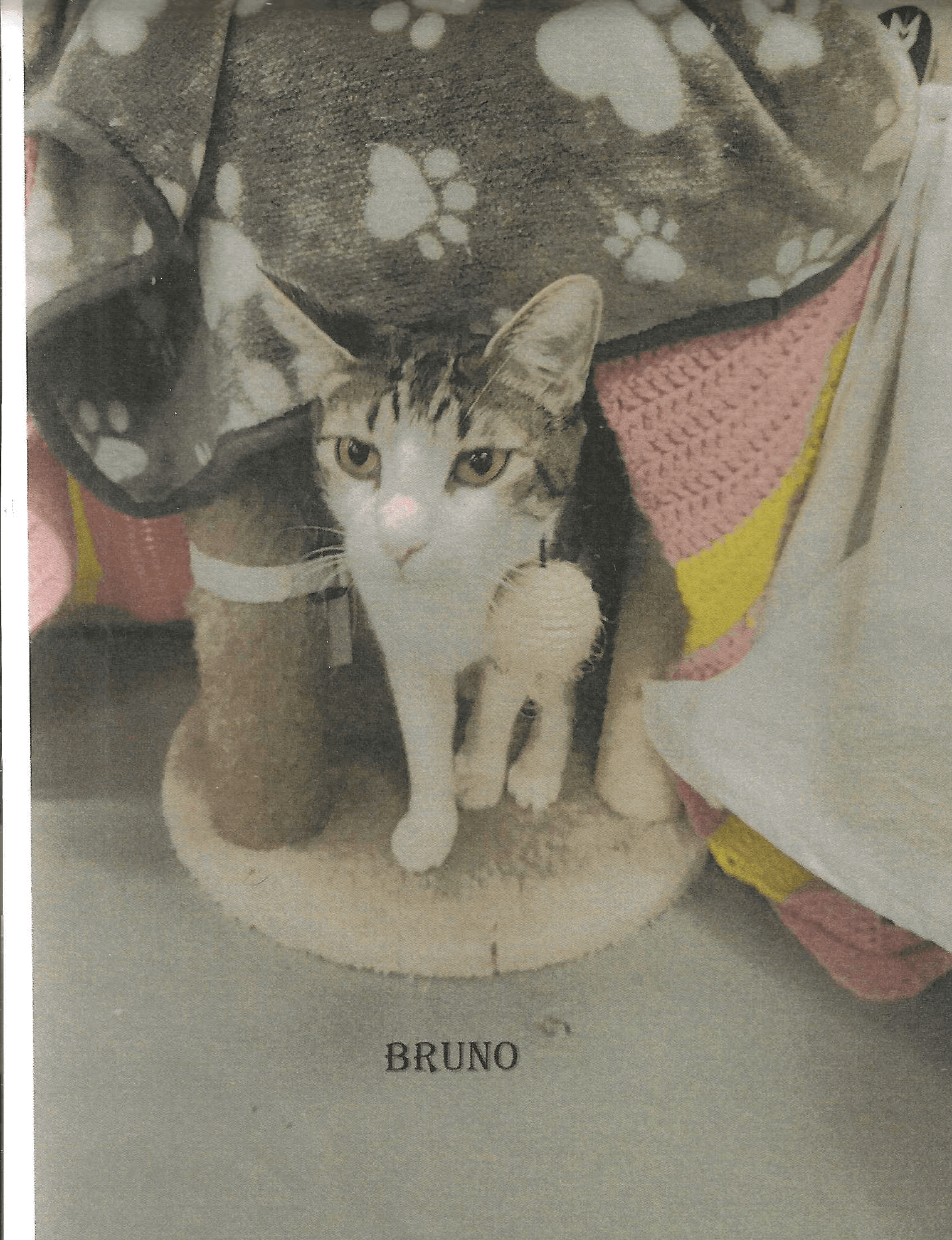 Bruno