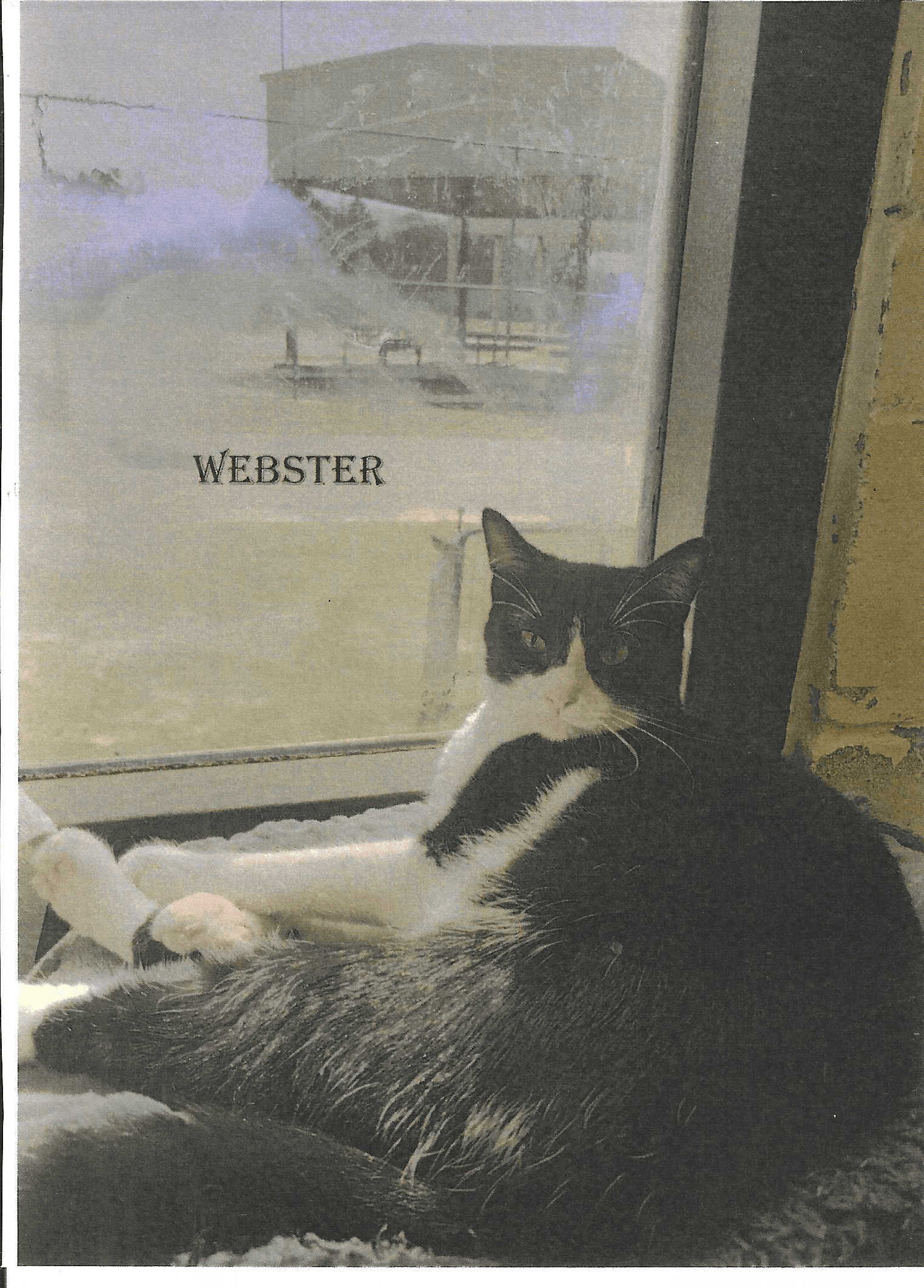 Webster