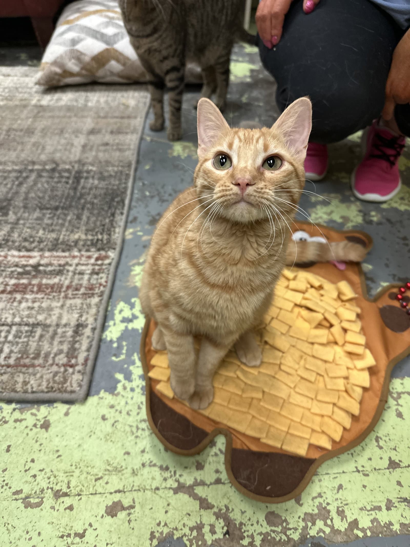Biscotti