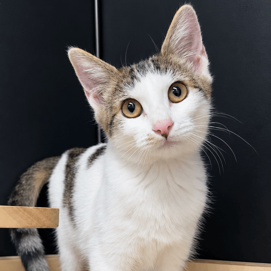 Nova