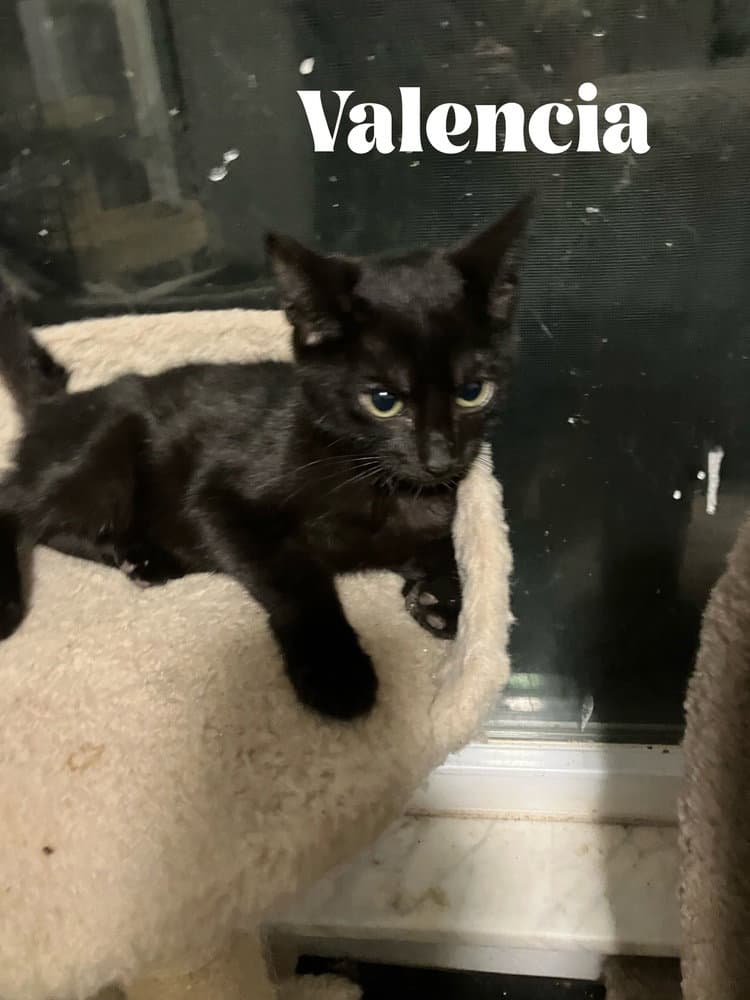 Jaffa **Special Needs - FELV+**
