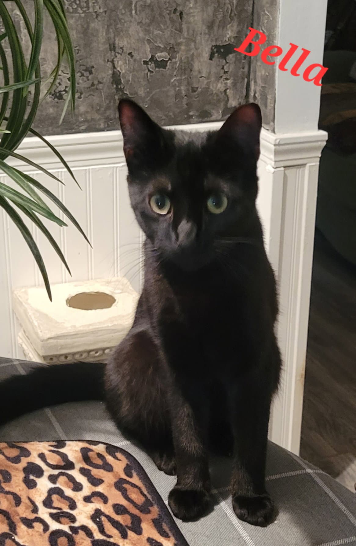 Bella