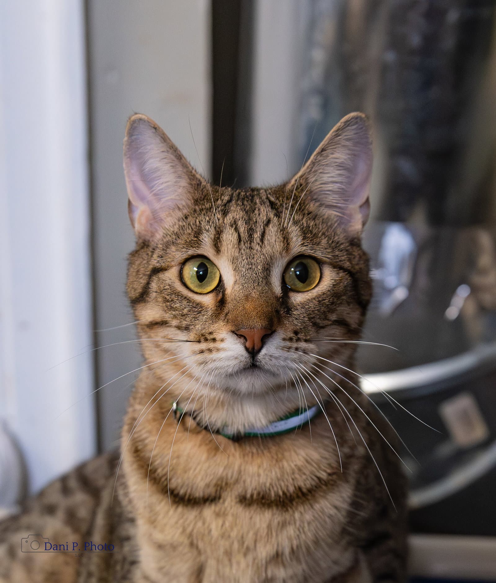 Taz