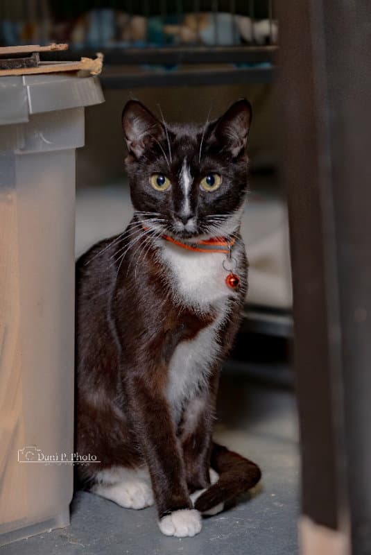 Zorro