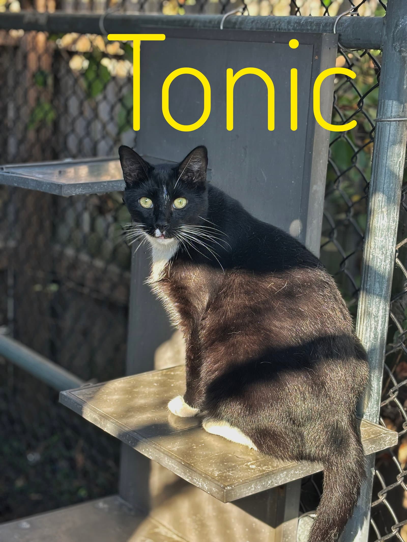 Tonic