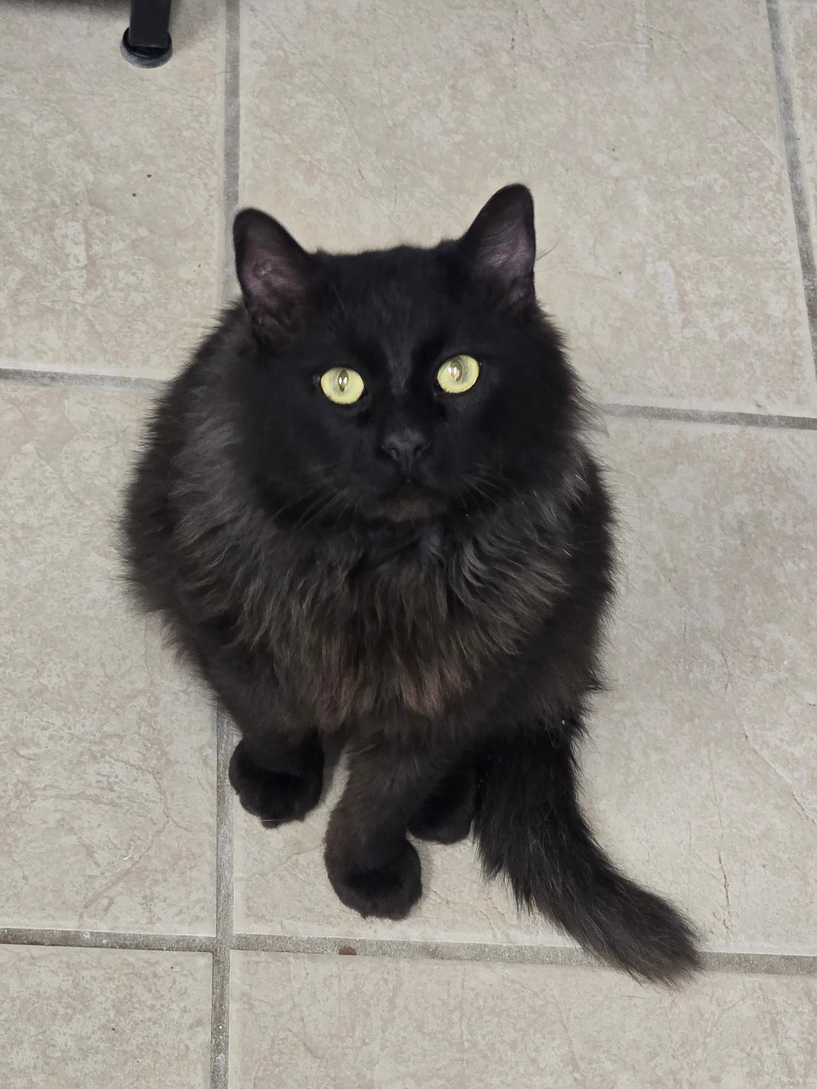 Zeke