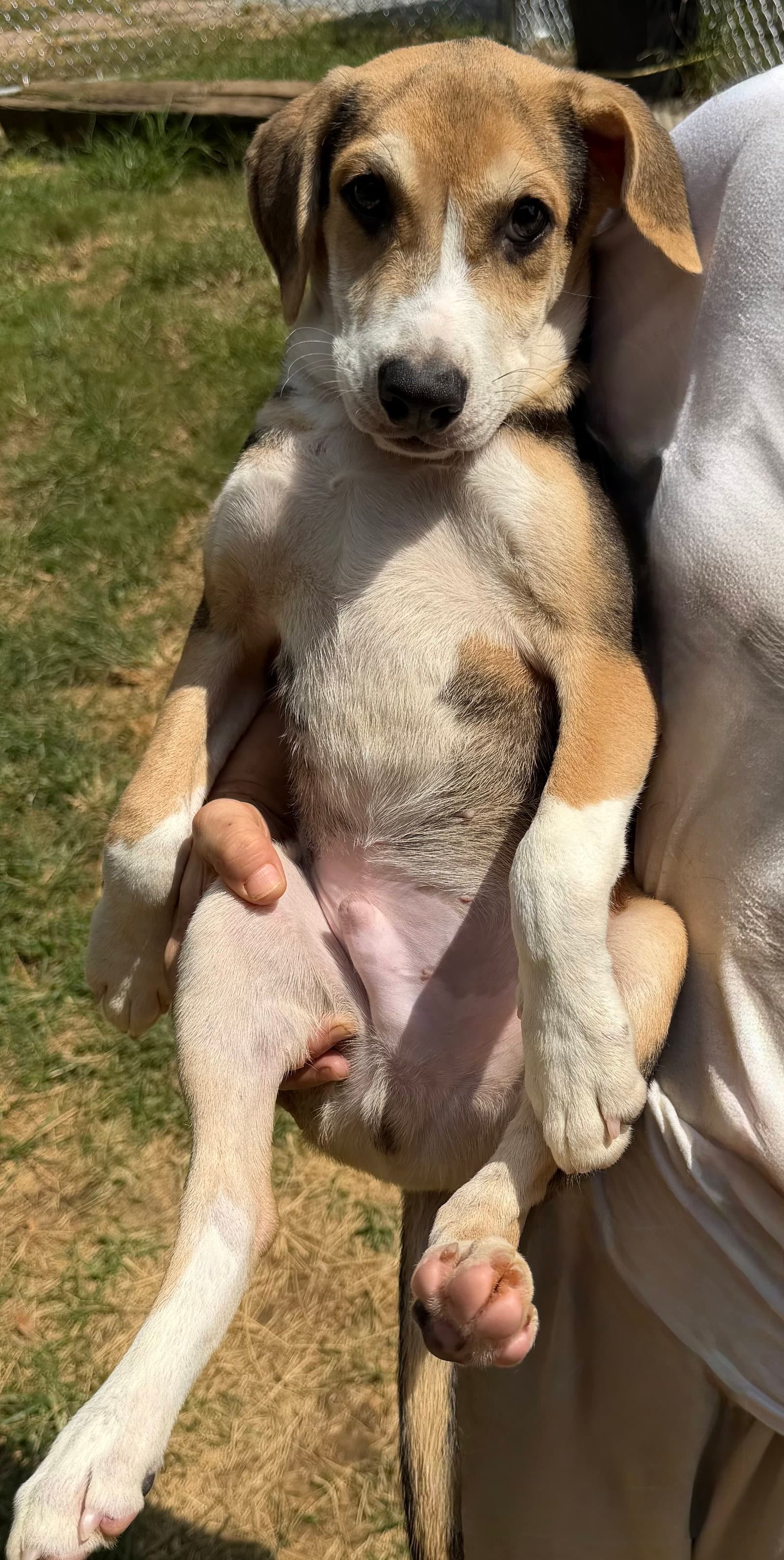 260930  Hank