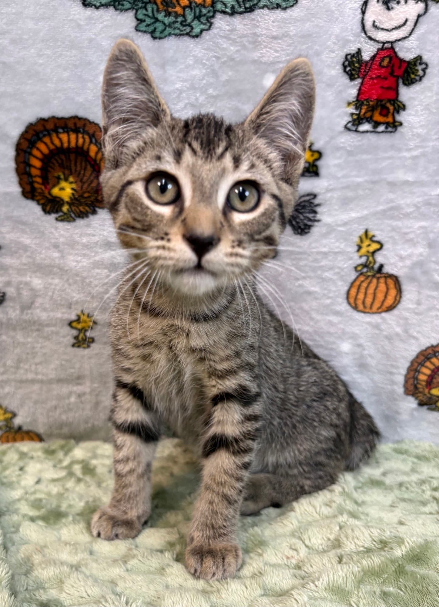 261426 Otis