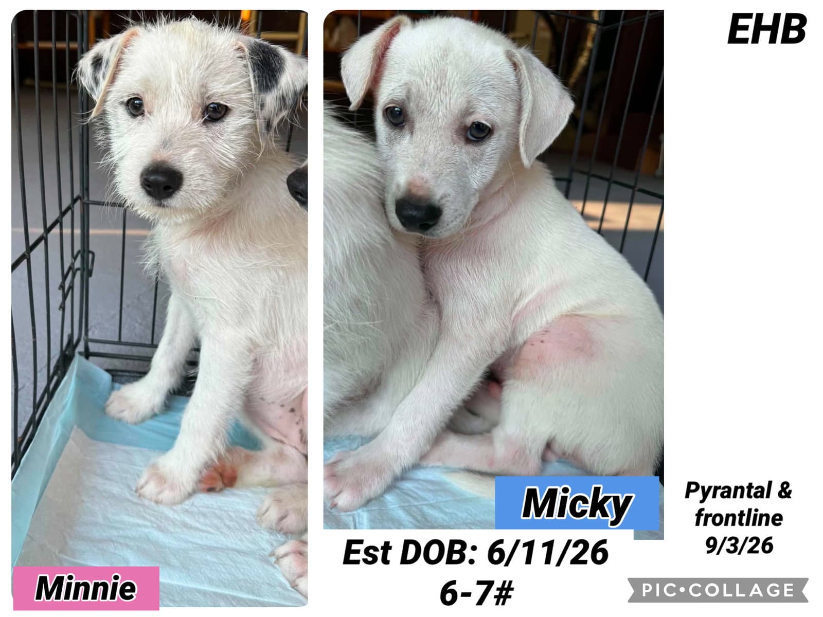 Mickey