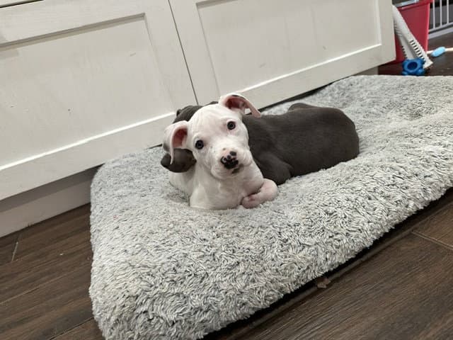 Piglet
