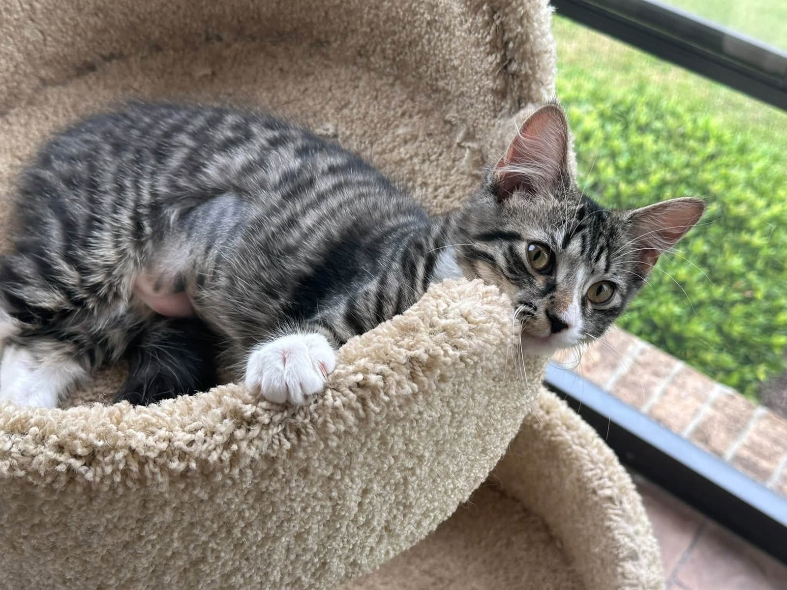 Veruca