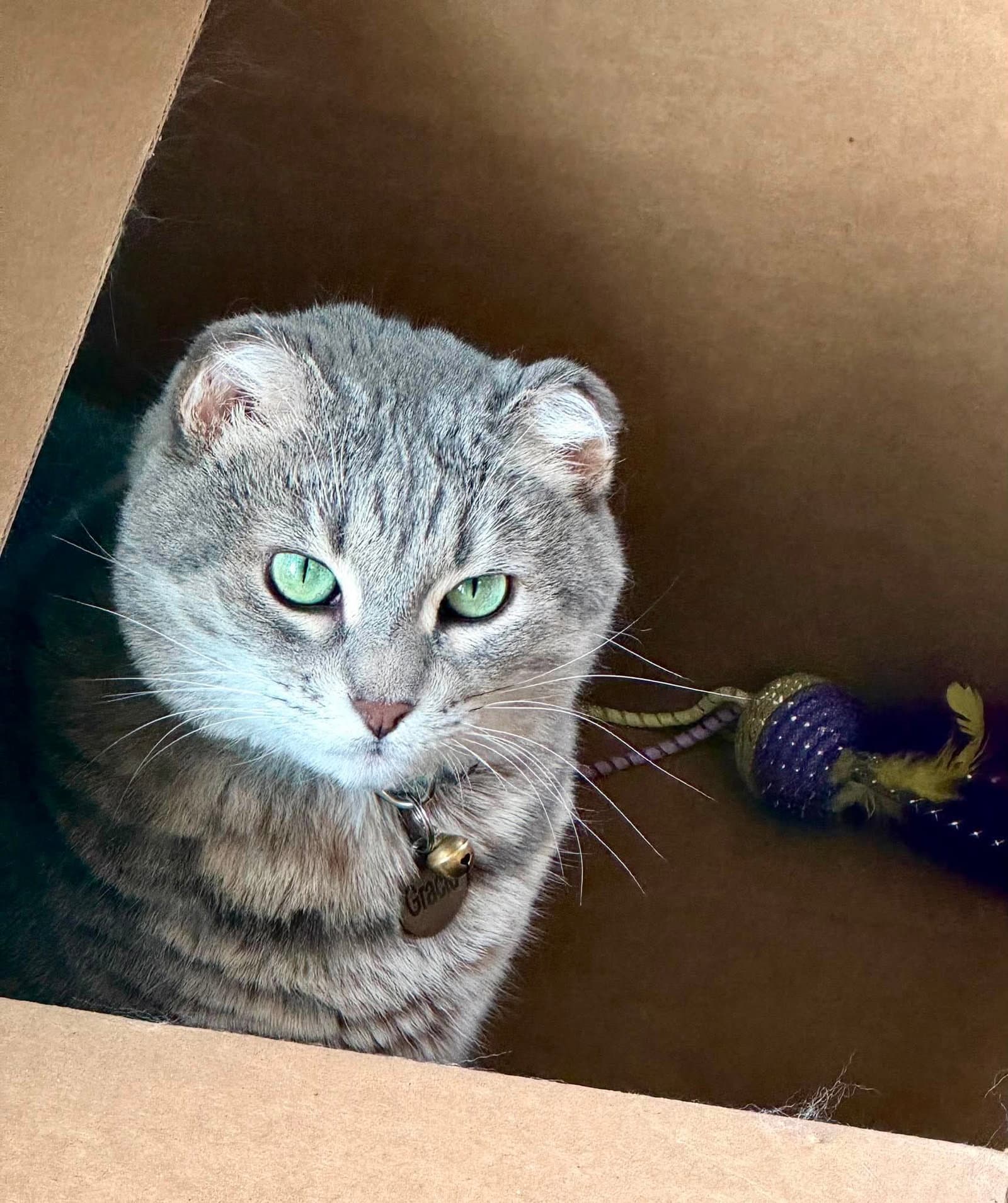 Gracie