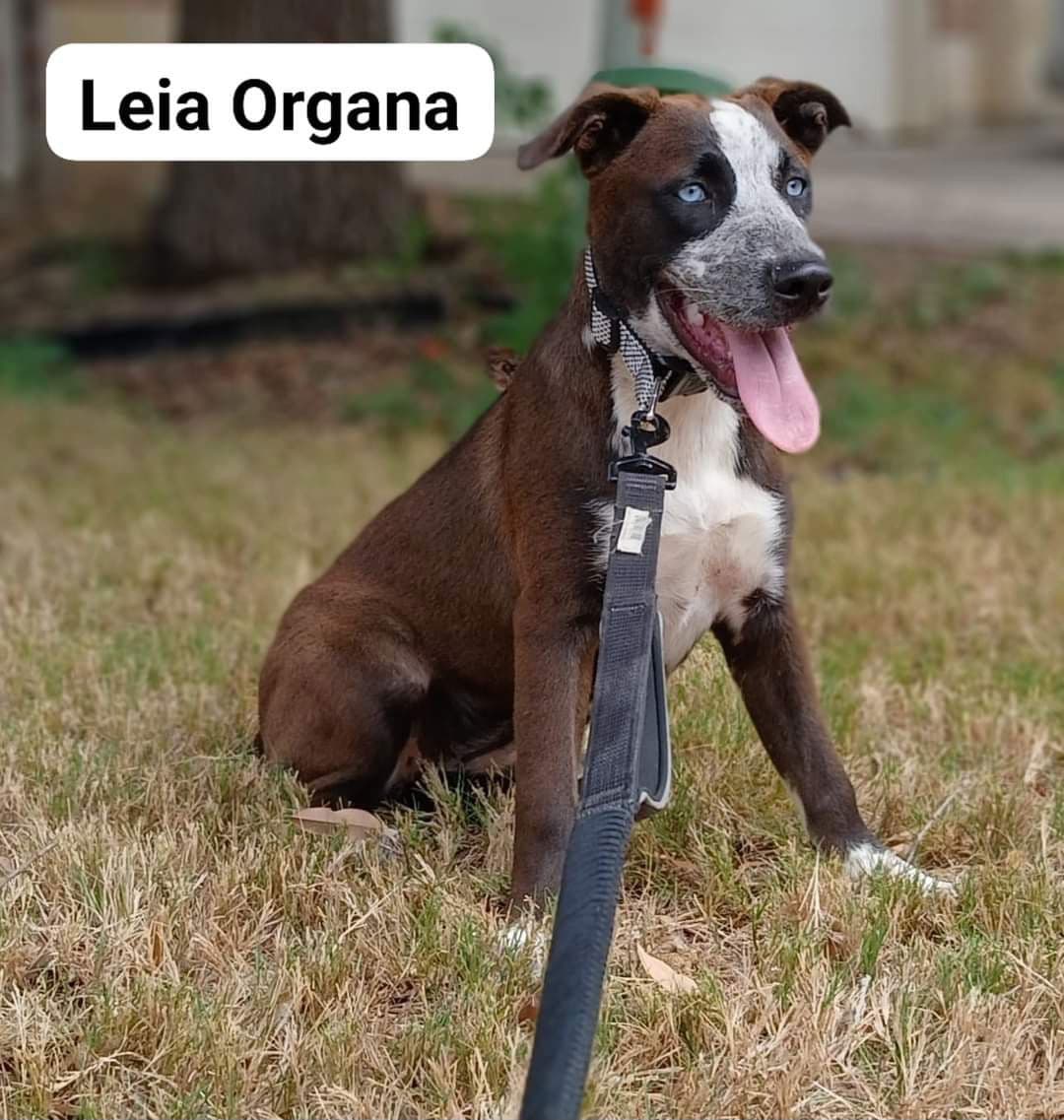 Leia