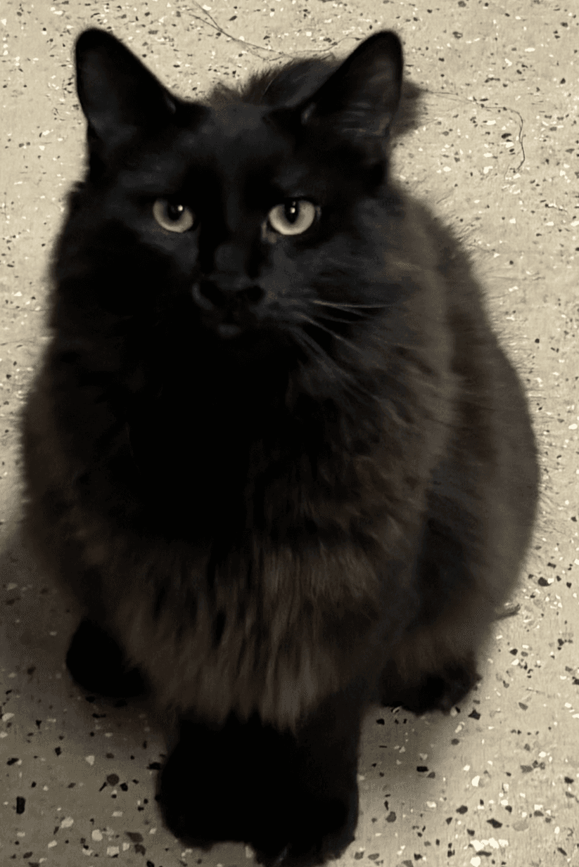 Ali