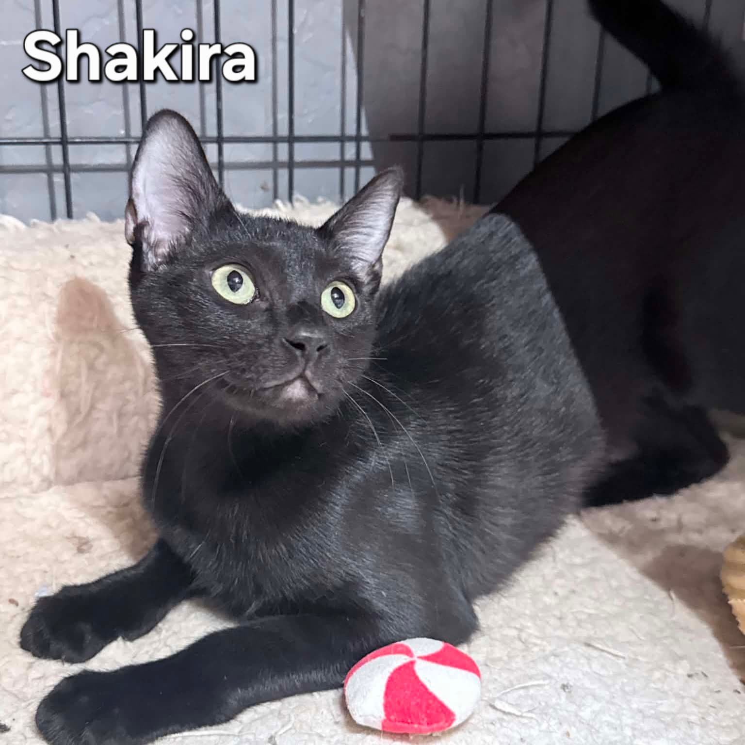 Shakira