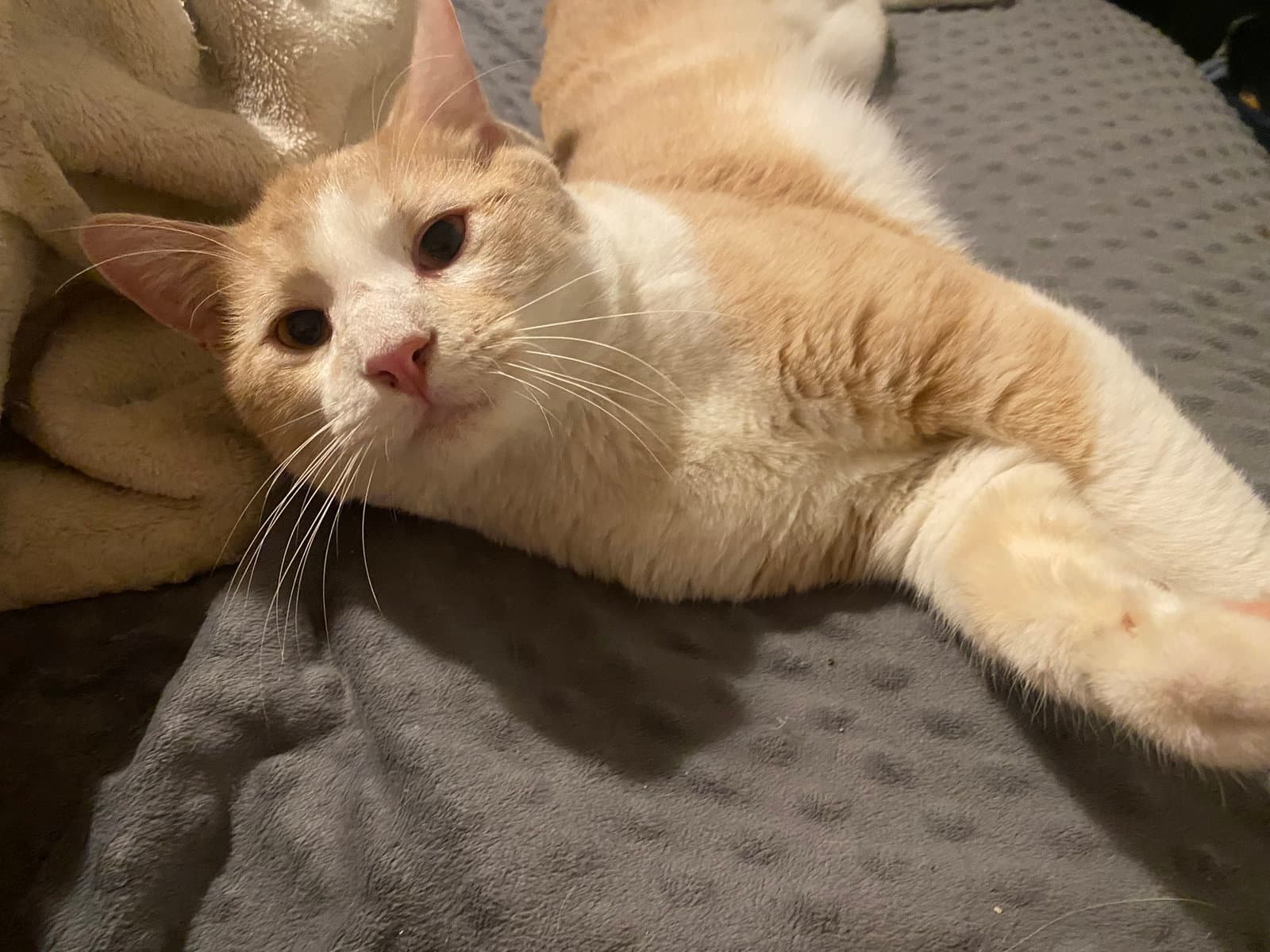 Hobbes