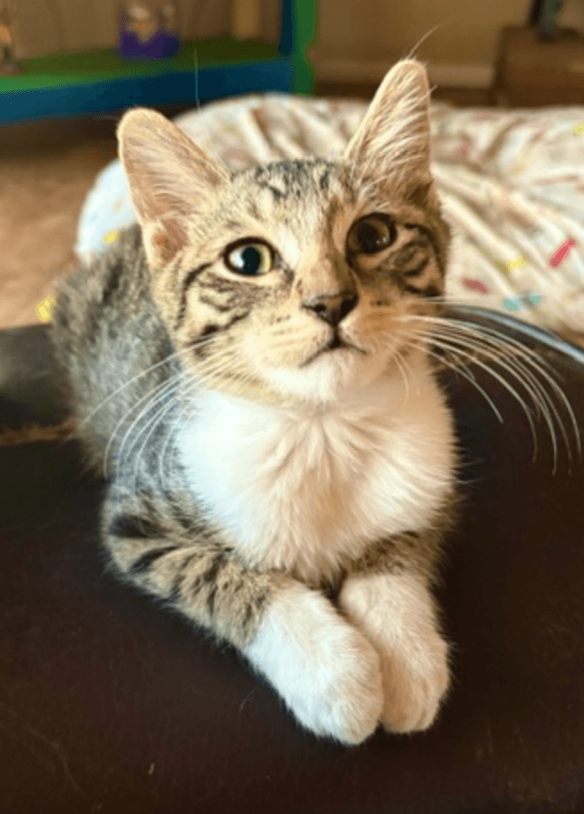 Bootsie