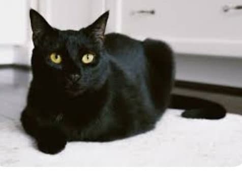 Halle Berry ~BONDED WITH ADELE~ Shop Cats