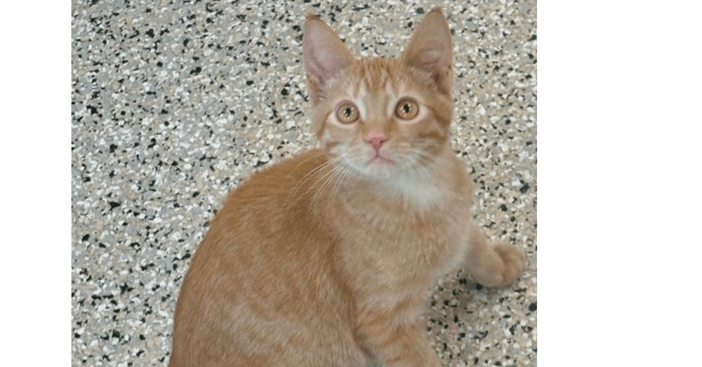 Ron