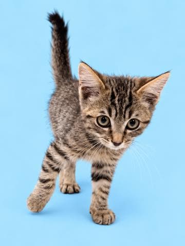 Milo