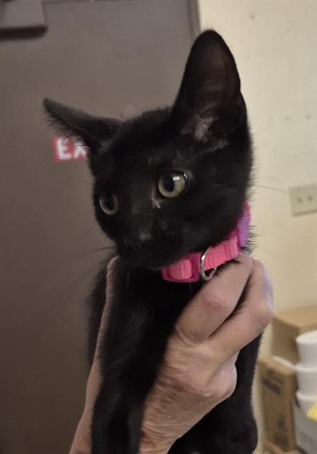 LUNA