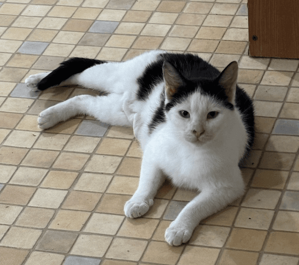 Clarabell