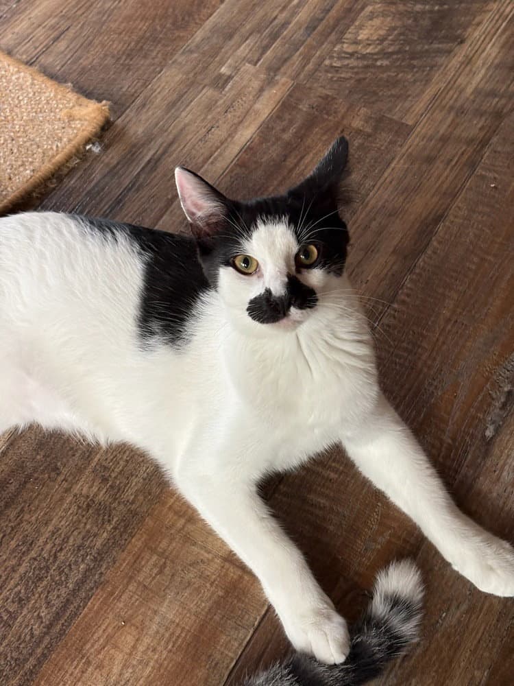 Groucho