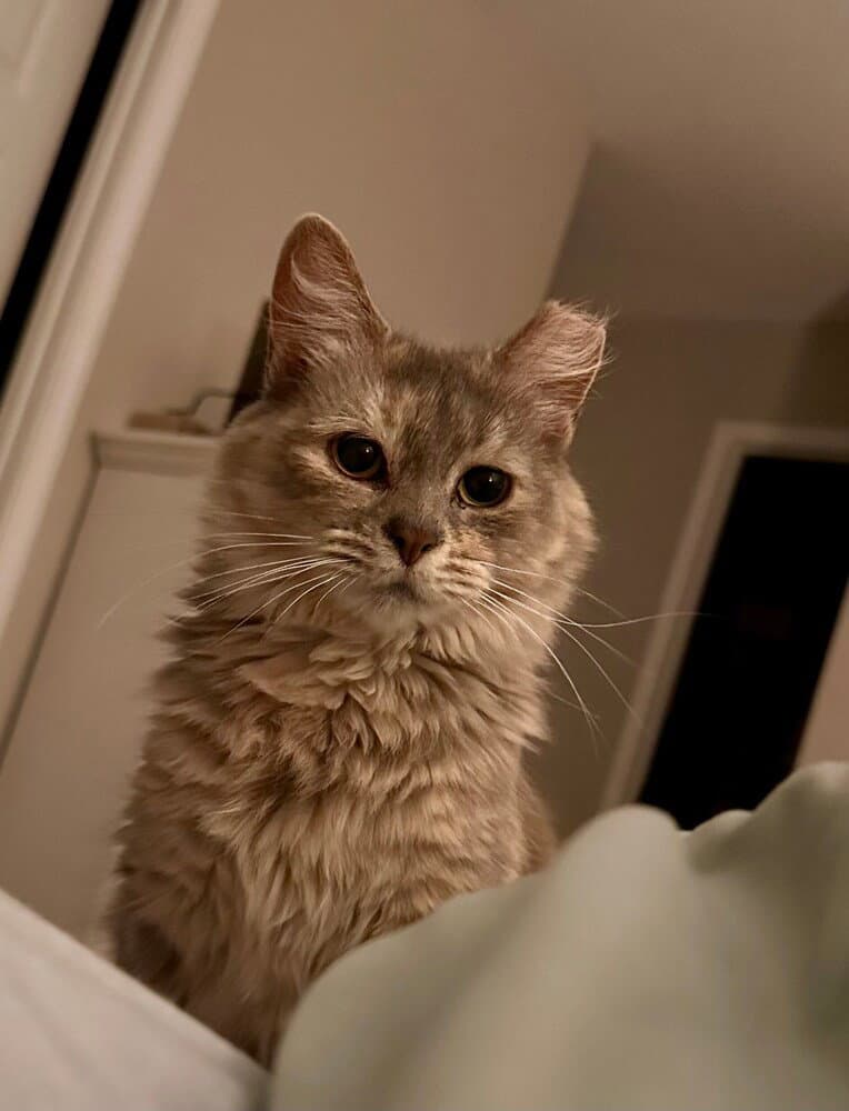 Tatelynn
