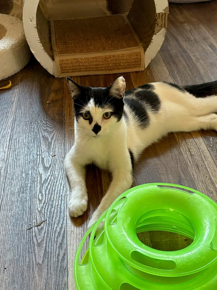 Petunia