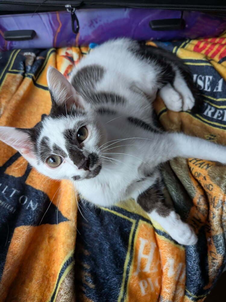 Clarabelle