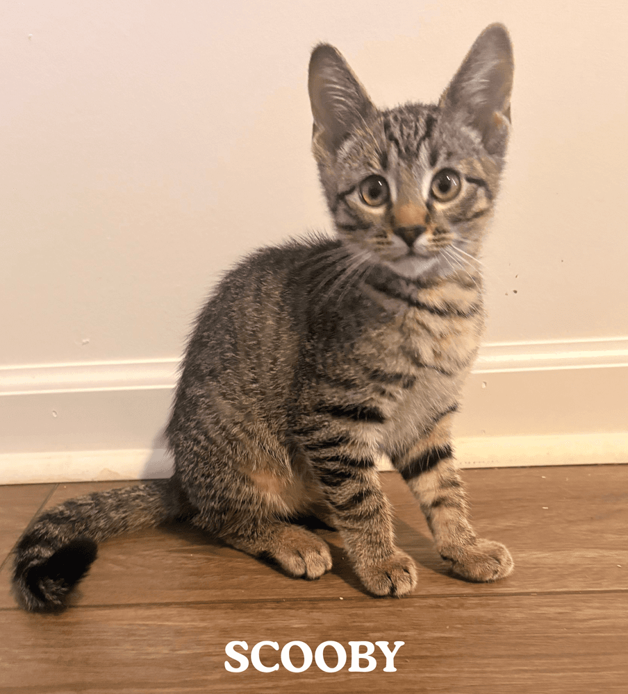 Scooby