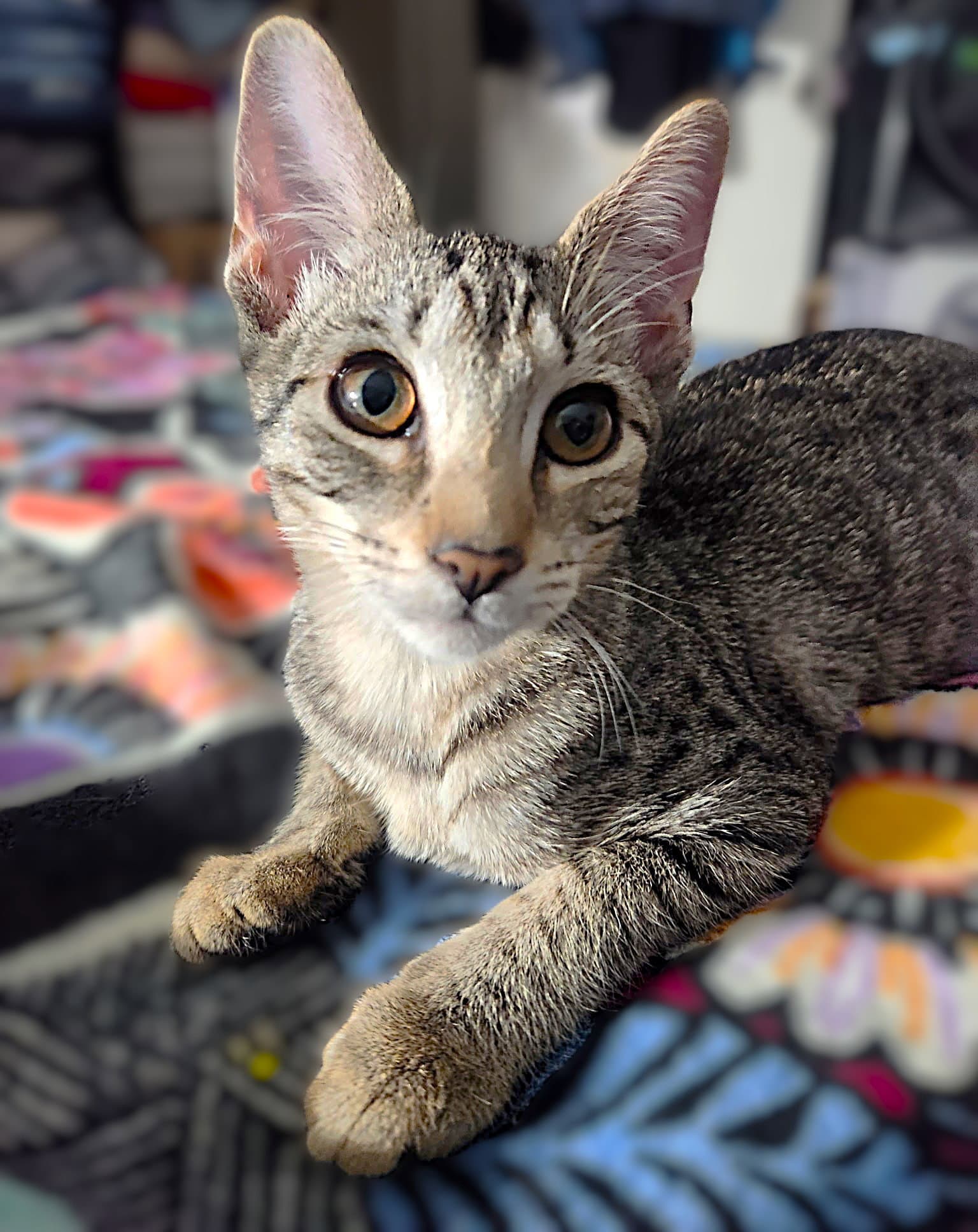 Nico