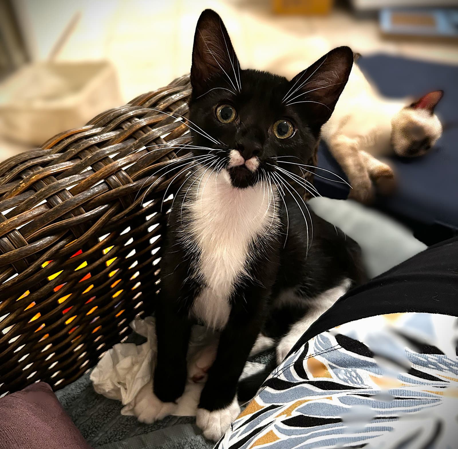 Rocket