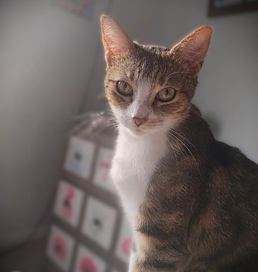 Ines
