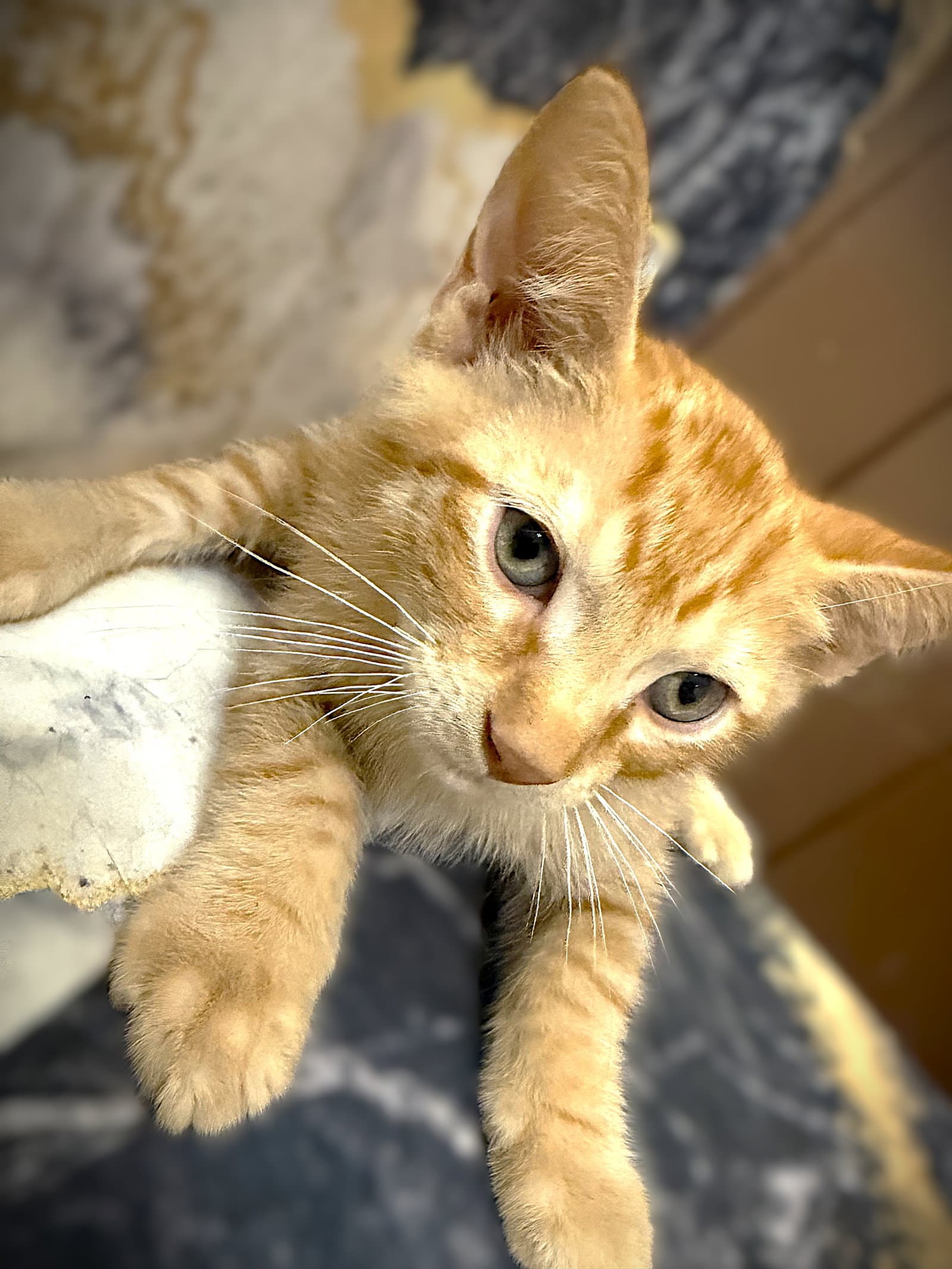 Ronnie