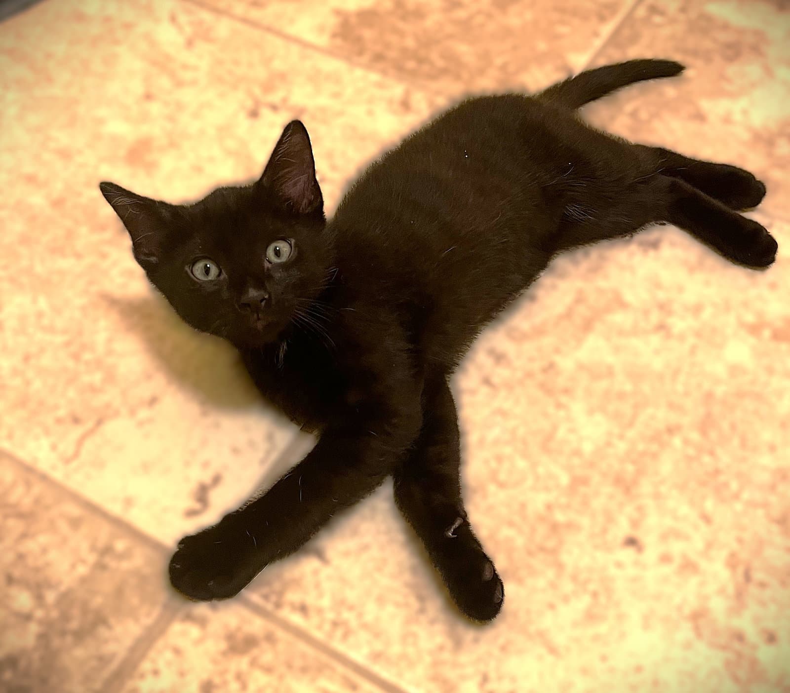 Frankie