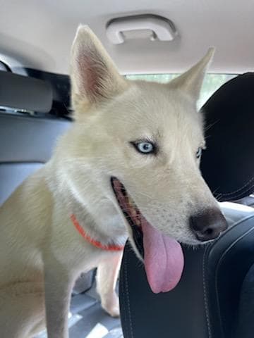 Prince (Reduced Rover)