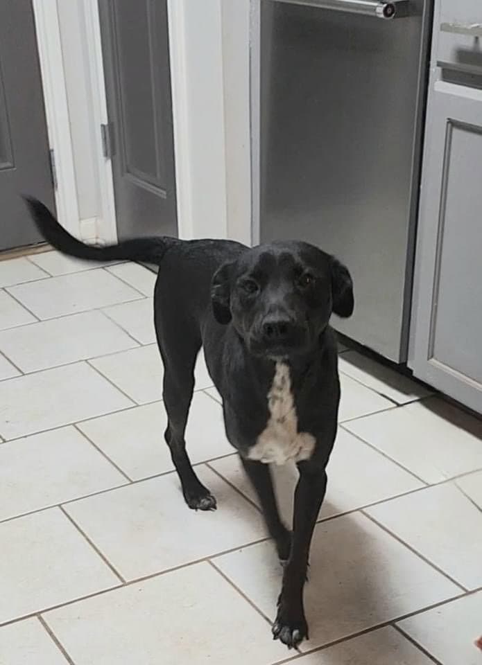 Holly (Reduced Rover)