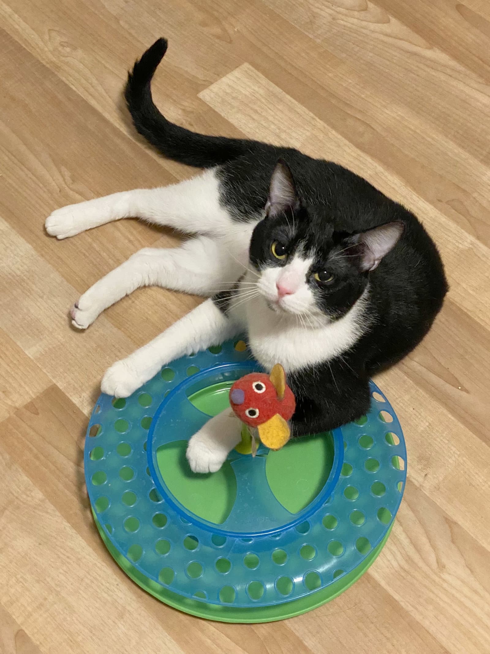 DB (bonded with Domino)