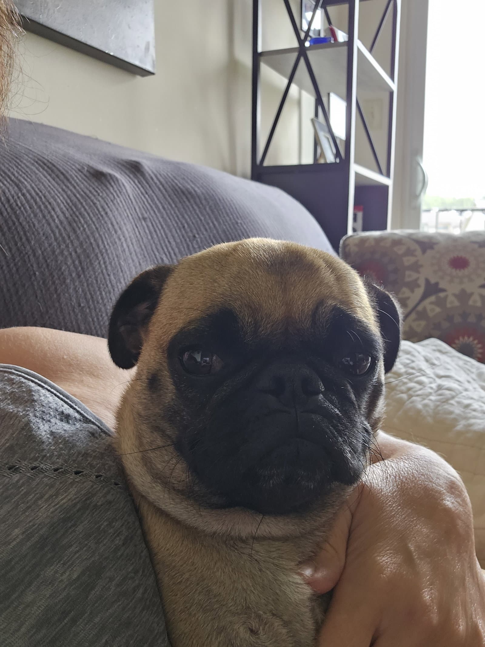 Daphne