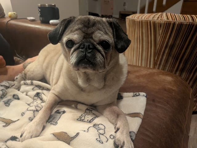 Sophie