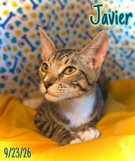 Javier