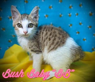 Bush Baby