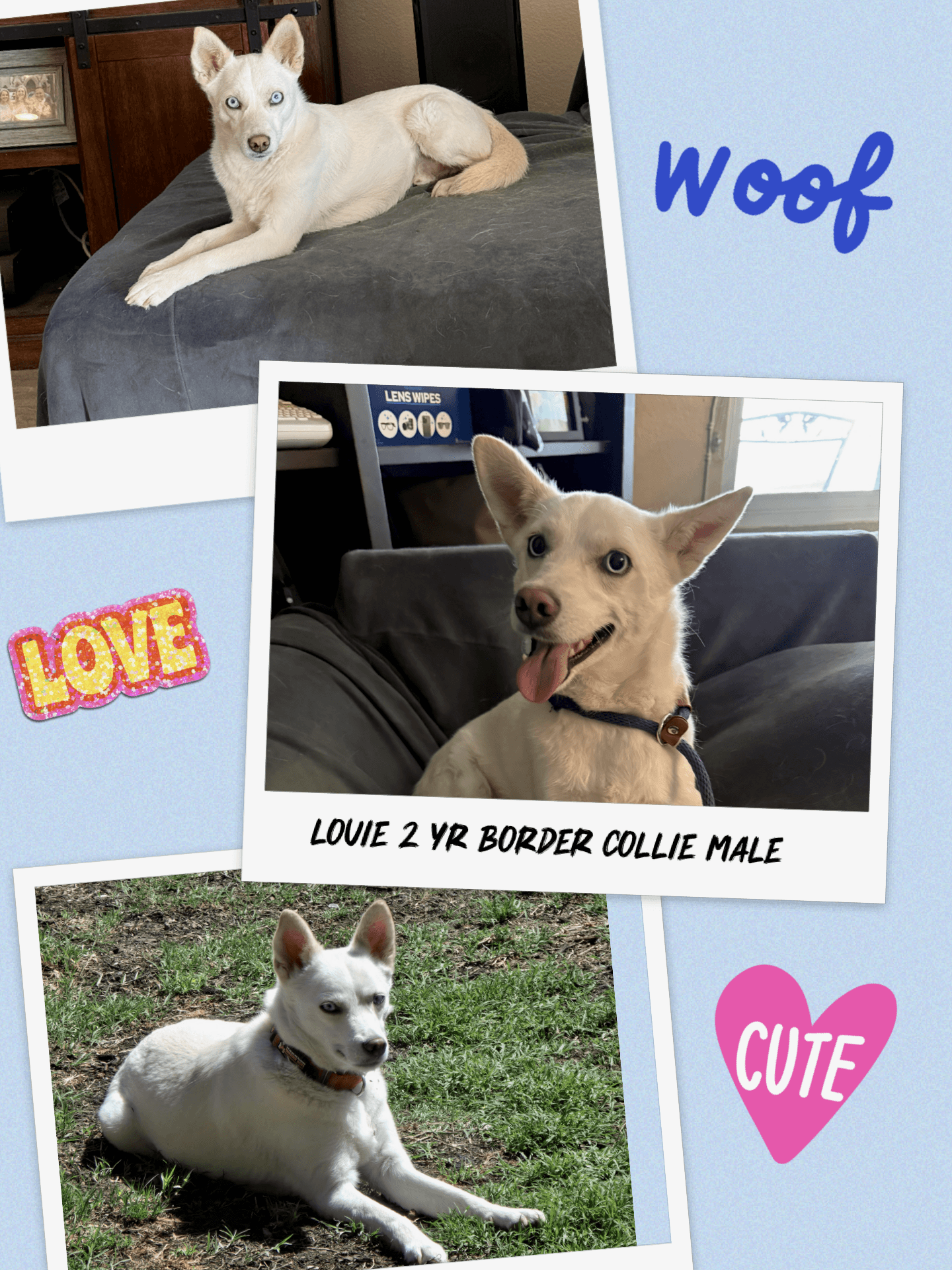 LOUIE  – 1 YEAR MALE BORDER COLLIE MIX