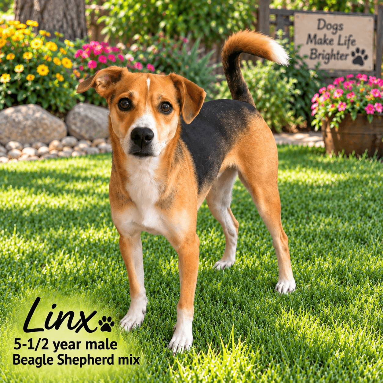 LINX – 5-1/2 YEAR MALE BEAGLE SHEPHERD MIX